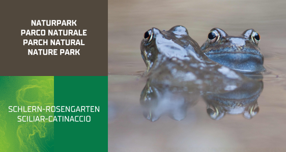 [external Link]: Naturentdecker unterwegs am Weiher