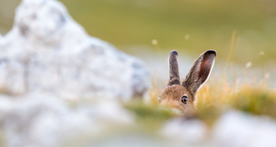 Naturparks | Was & Wie?