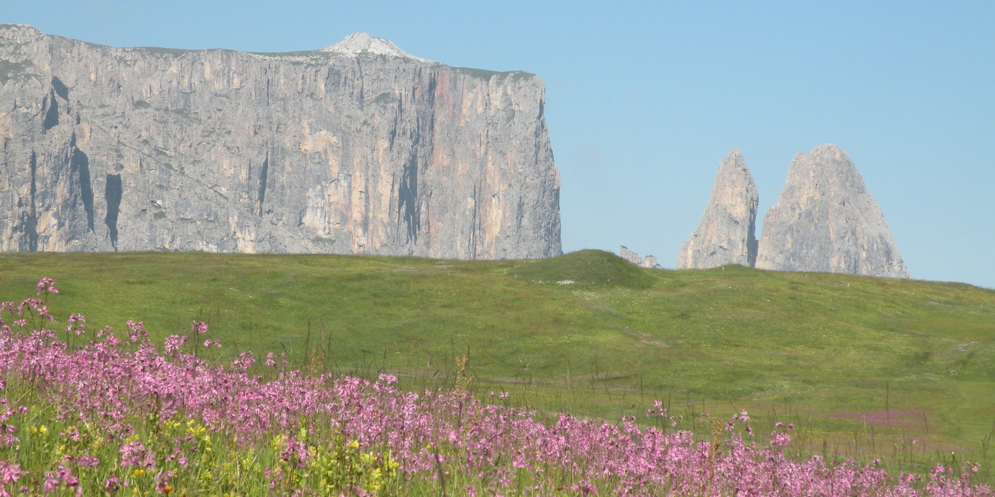 Kuckucks-Lichtnelke auf der Seiser Alm (Archiv Amt für Natur, Foto Giulia Ligazzolo)