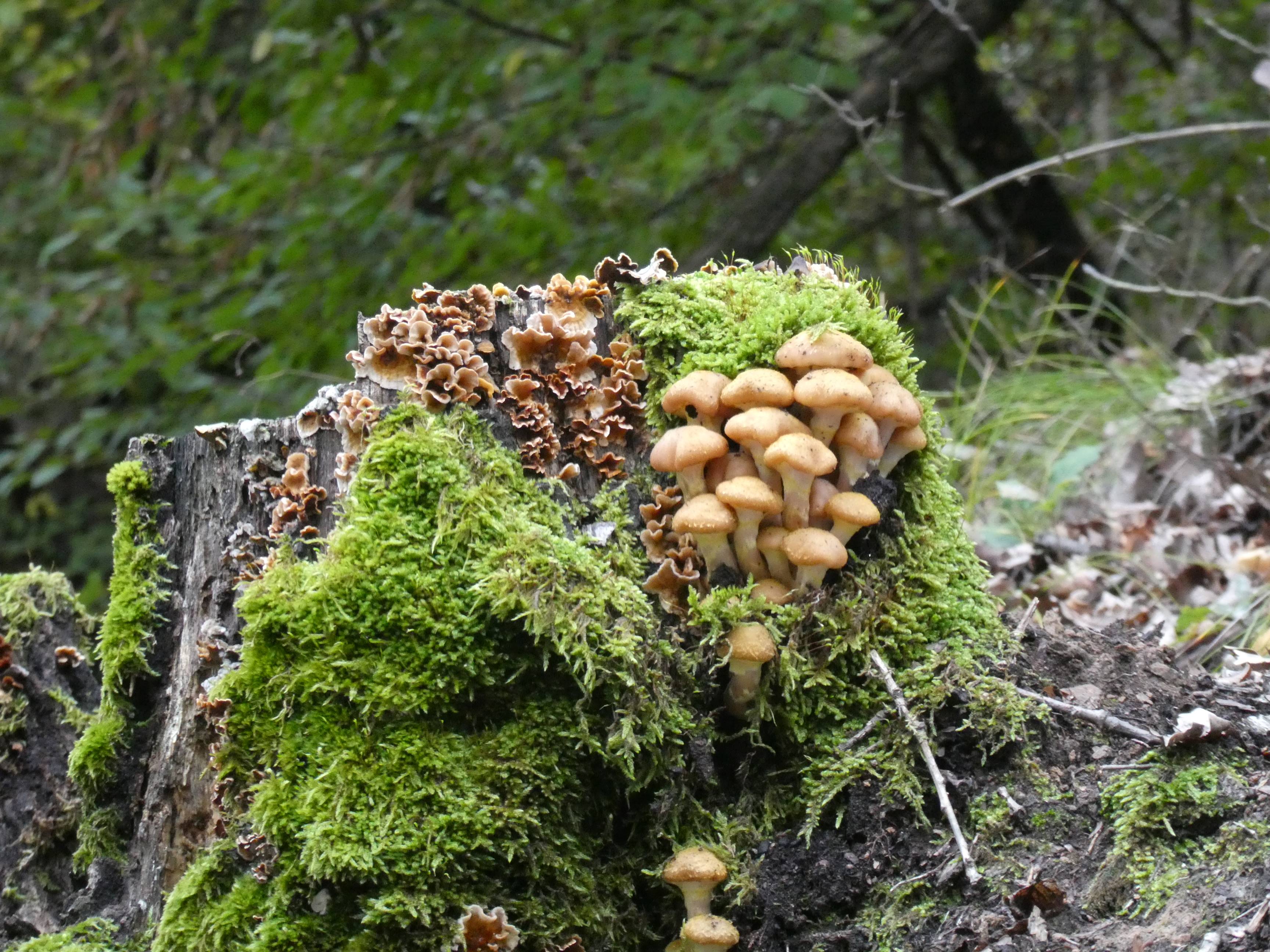 Funghi nel bosco (archivio Ufficio Natura, foto Edith Bucher)