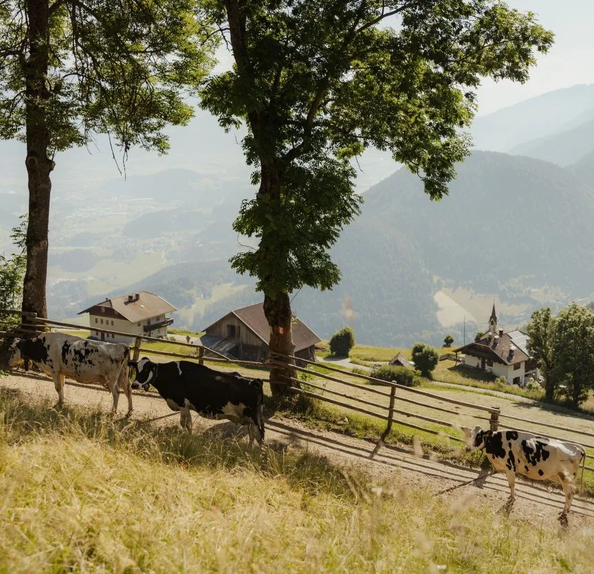 Kühe, die auf einem grasbewachsenen Hang in einem Alpental grasen, mit einem Holzzaun und einem Blick auf einen Bauernhof und die Berge im Hintergrund.