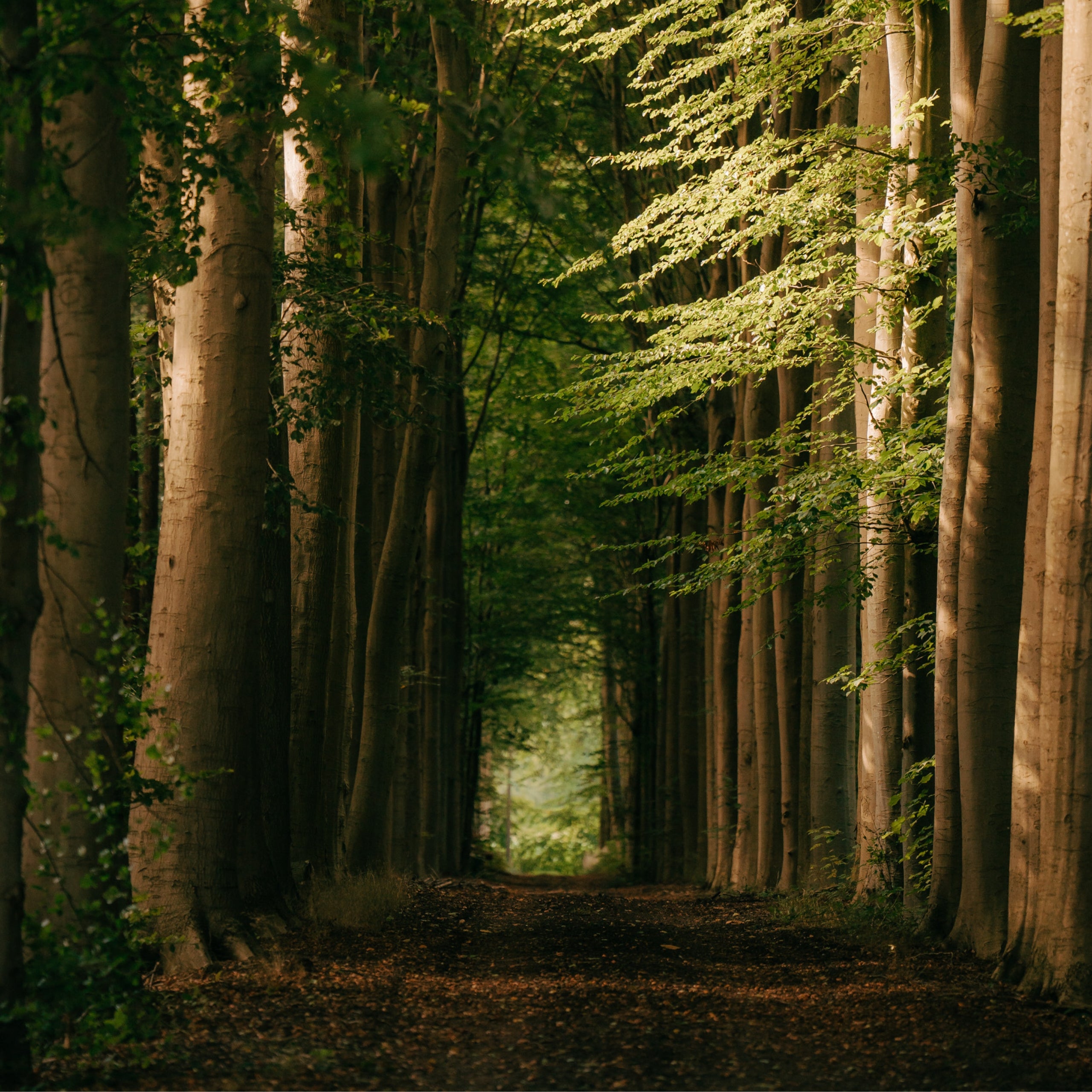 Approvisionnement responsable - forêt - placage de bois - decospan - durabilité