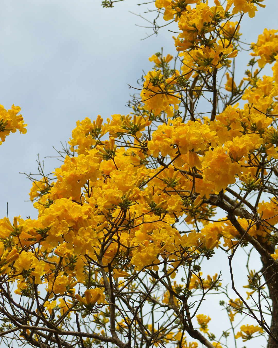 Photo montrant l'Ipe à feuilles jaunes, également connu sous le nom de Noyer Brésilien.