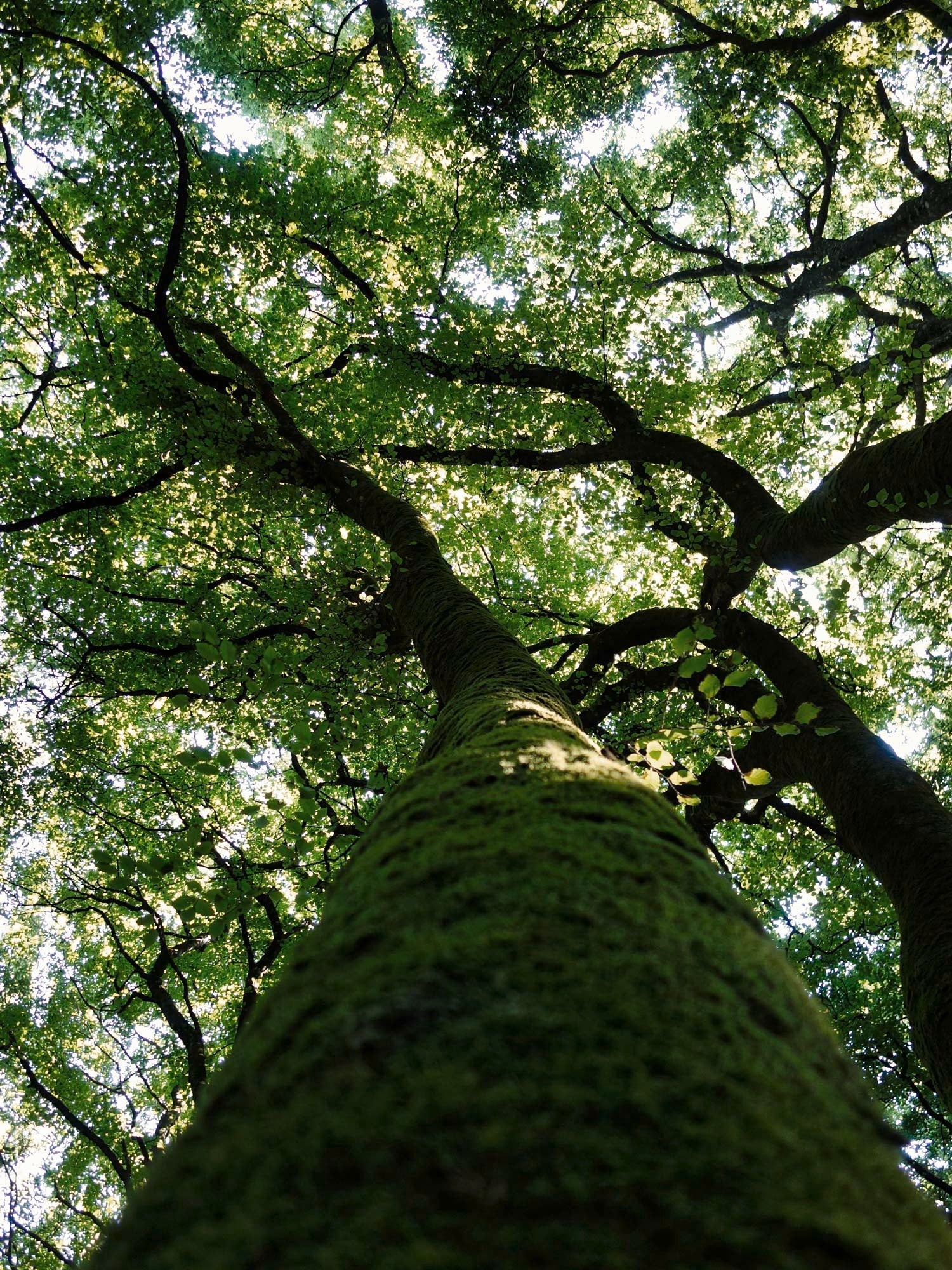 Big tree - kikvor perspective tree - tree
