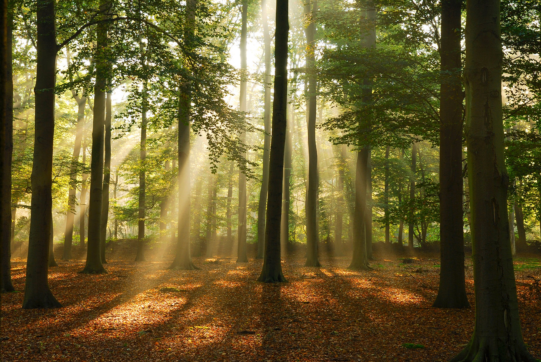 picture alternative text