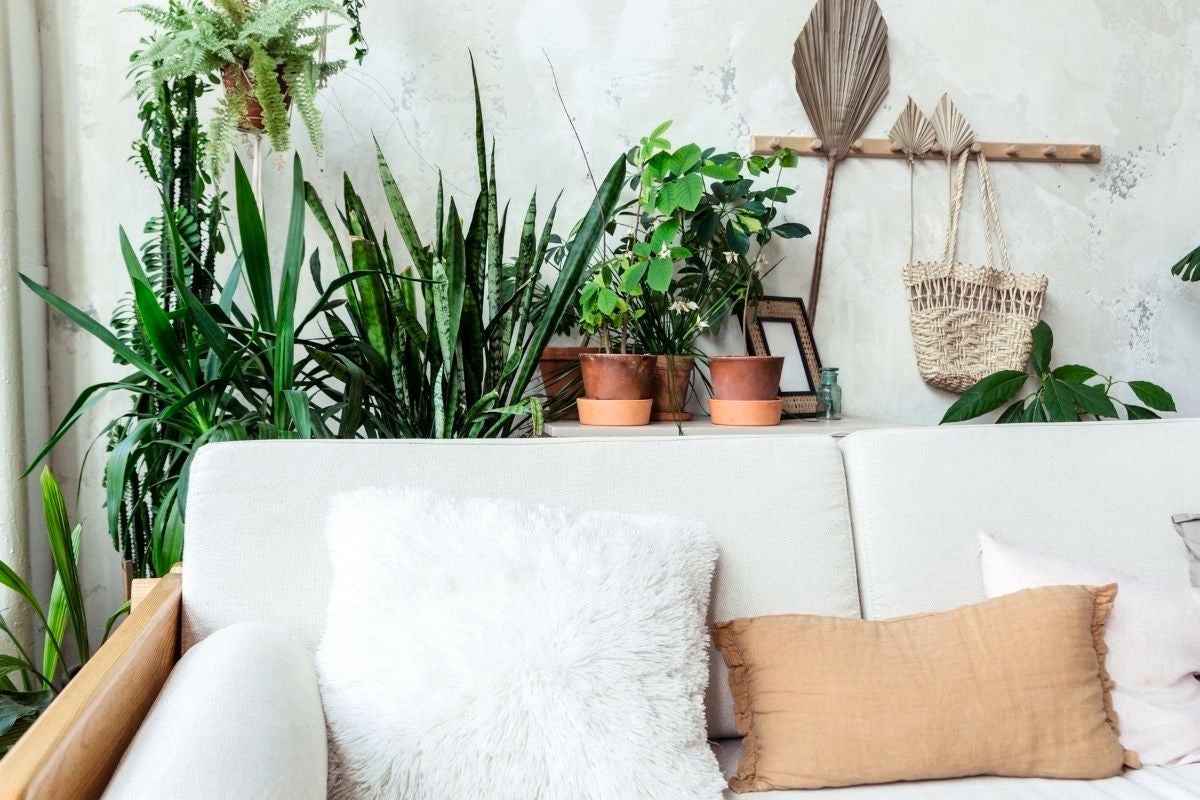 white couch - plants