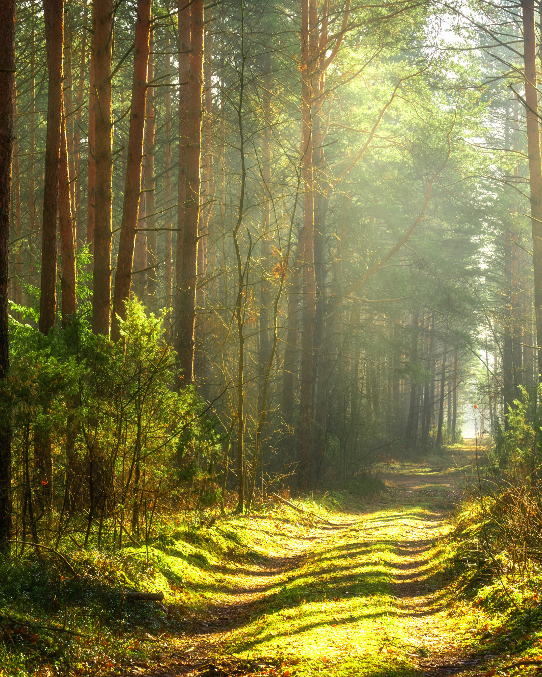 picture alternative text