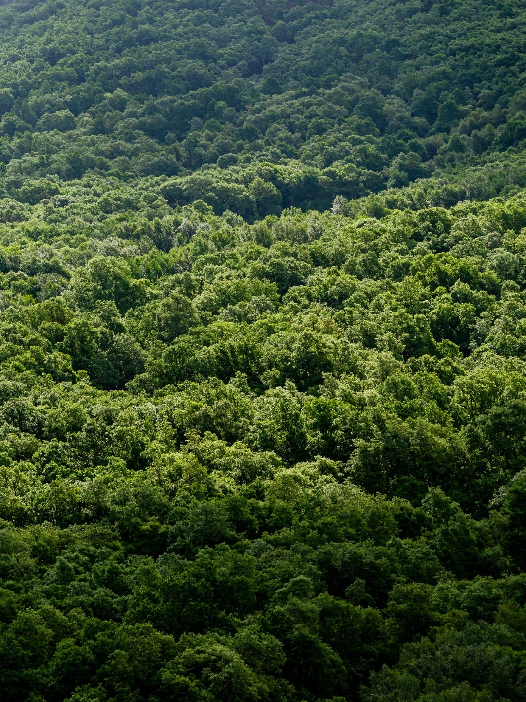 Decospan - The spirit of wood - forest