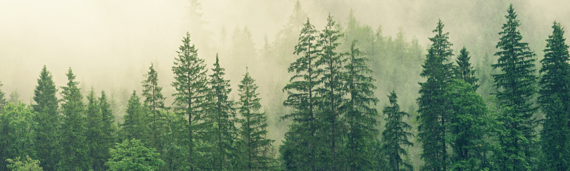 picture alternative text