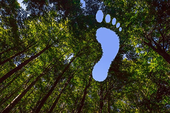 picture alternative text