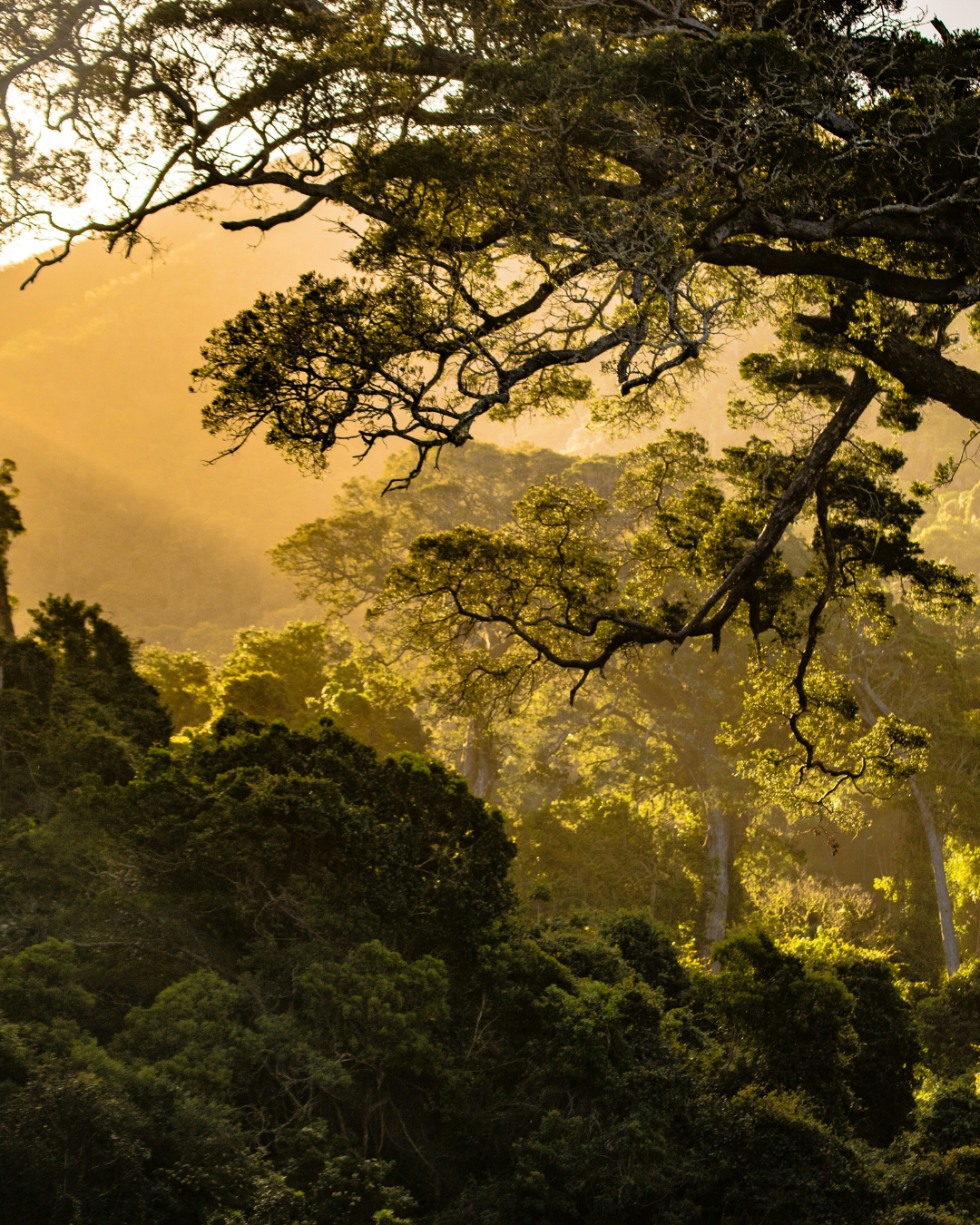 Central African rainforest where Dibetou grows.
