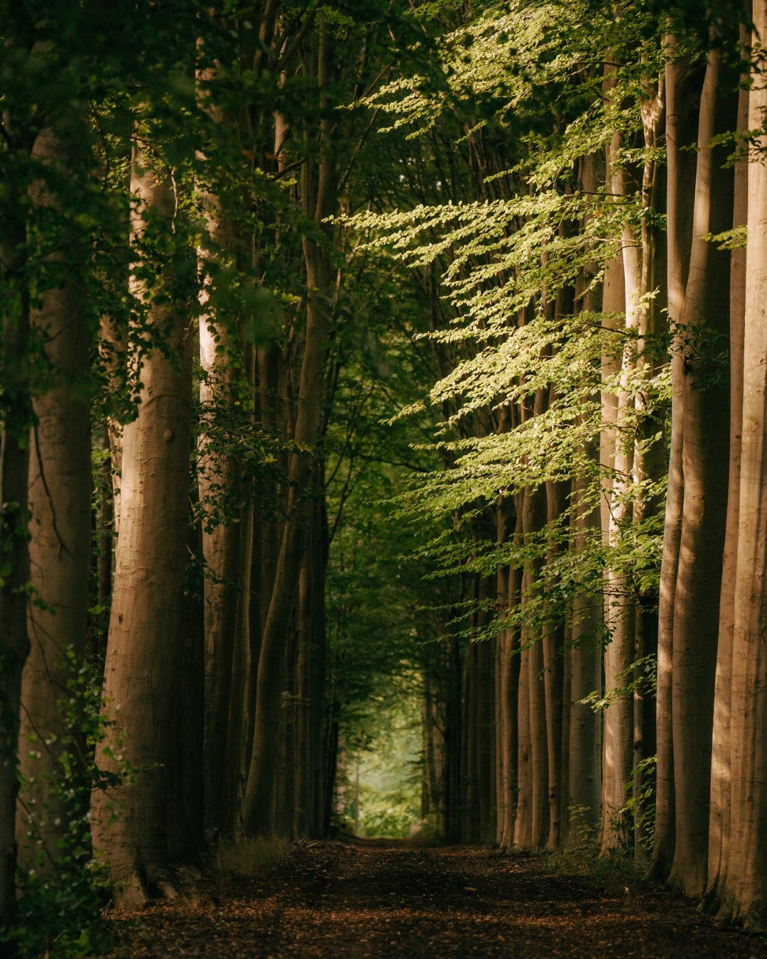 Sustainable forests - decospan - sustainability report