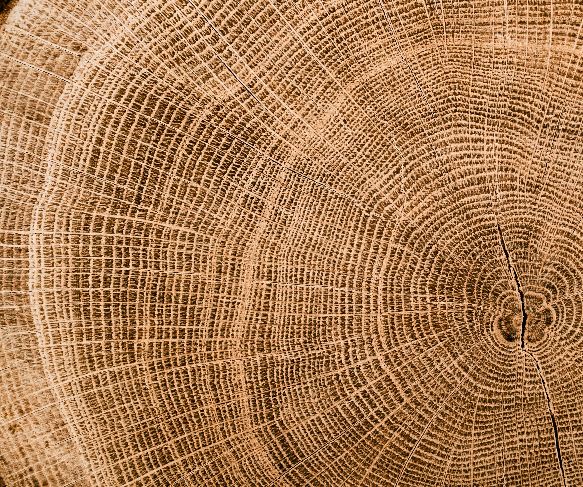 veins wood log - veins log 