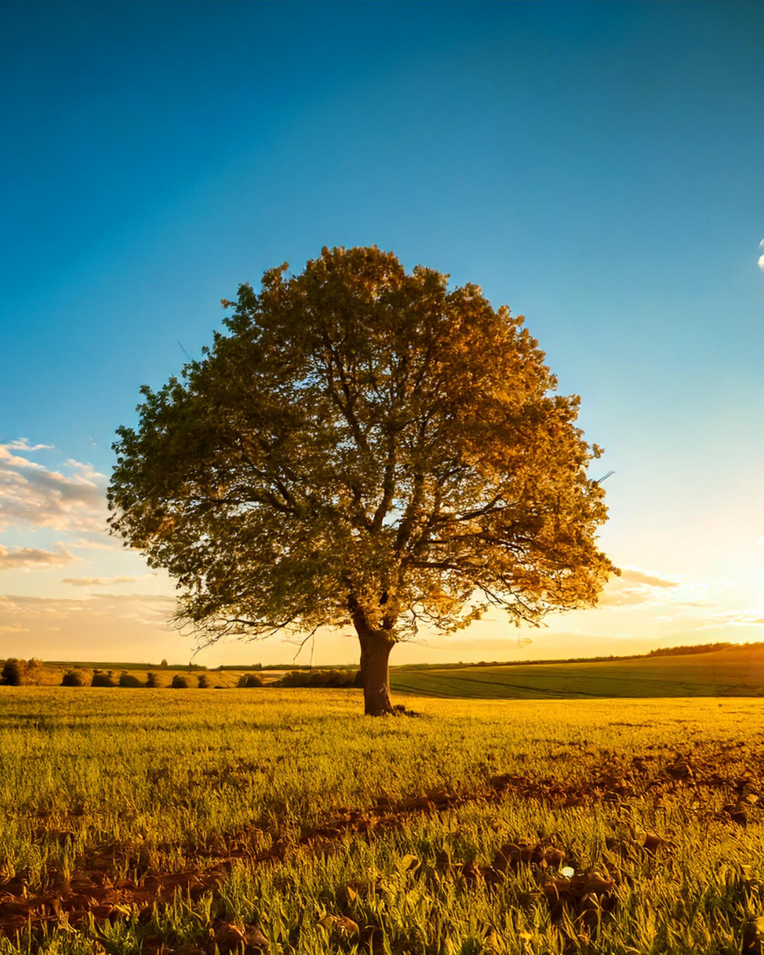 American walnut tree in an open field.