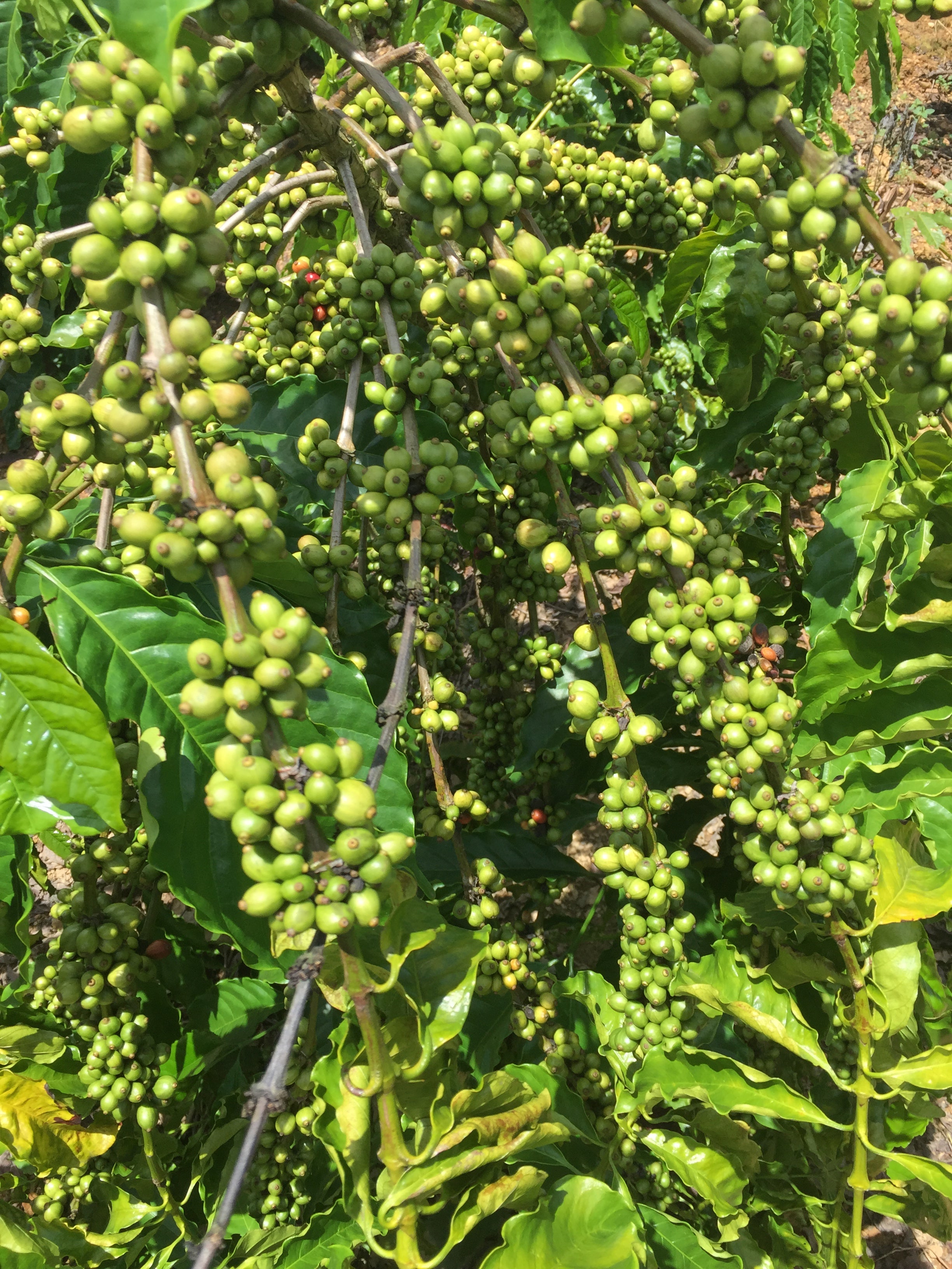 Sucafina: Robusta Wet Polished Scr. 18