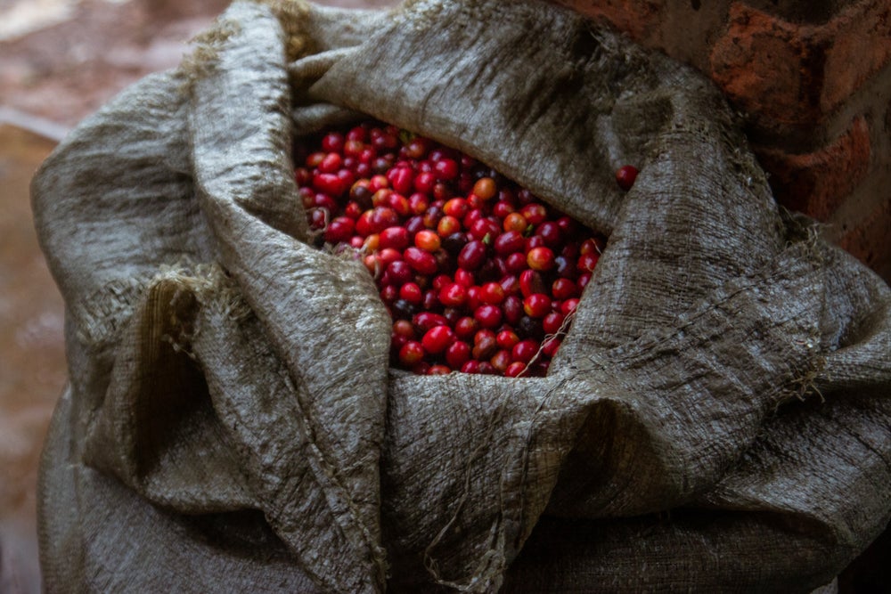 Sucafina Specialty: Ngororero Honey