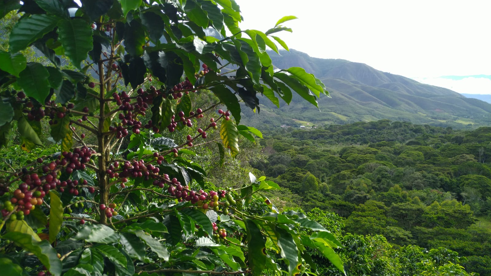 Cap – Cafe Monteverde – Café Monteverde Farm & Roastery