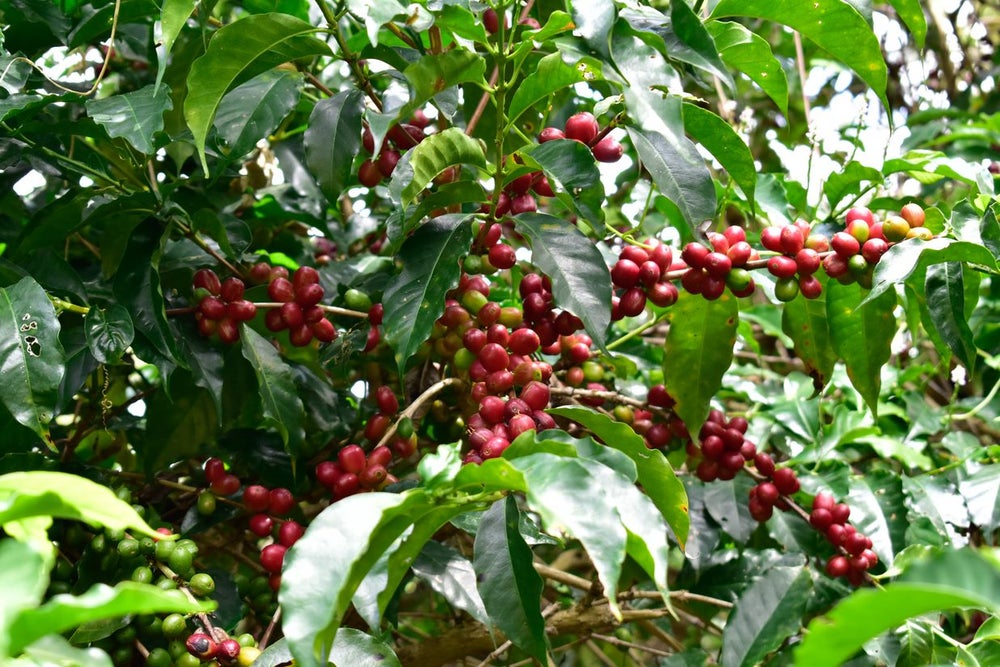 Ethiopia Halo – Heart Coffee Roasters