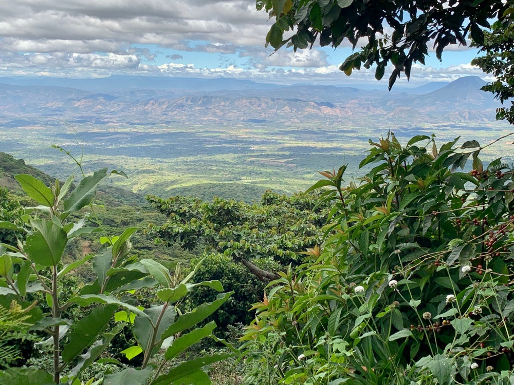 Sucafina: Finca El Salvador Honey