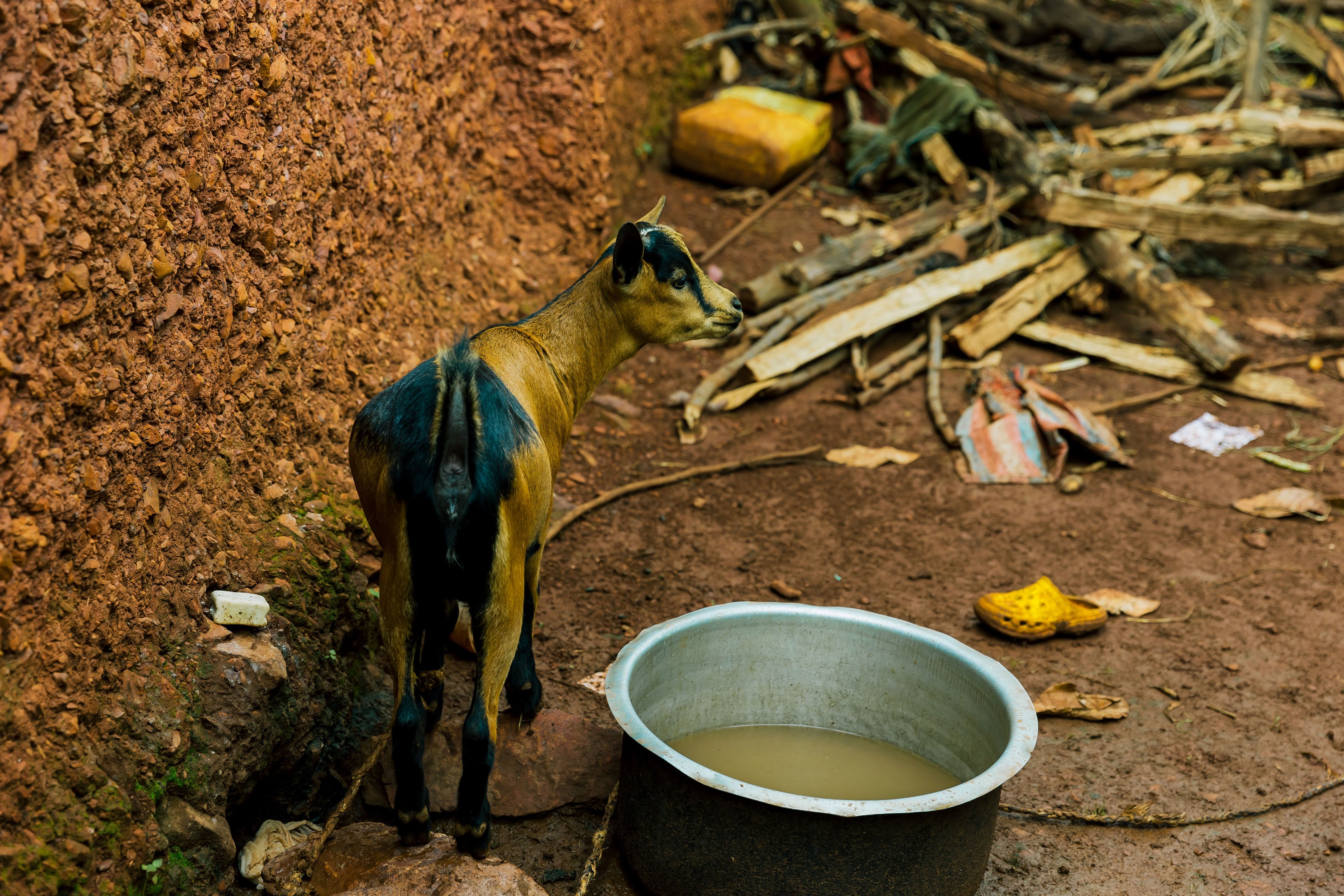 a goat distributed through solidarity chains with Sucafina