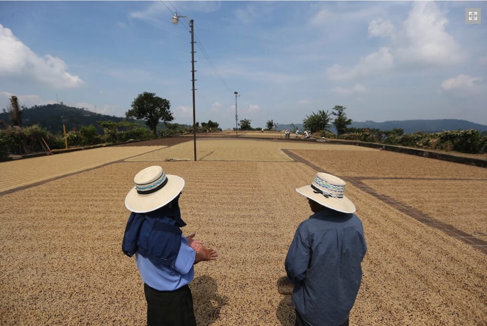 Sucafina San Carlos FW