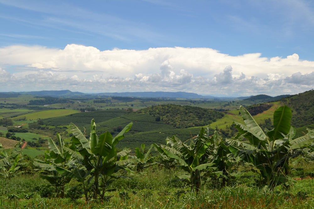 Sucafina: Fazenda Pedra Preta Natural