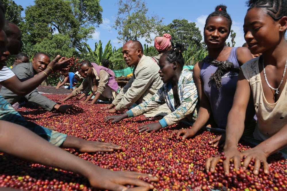 Sucafina: Admasu Mekuria Yirgacheffe Natural