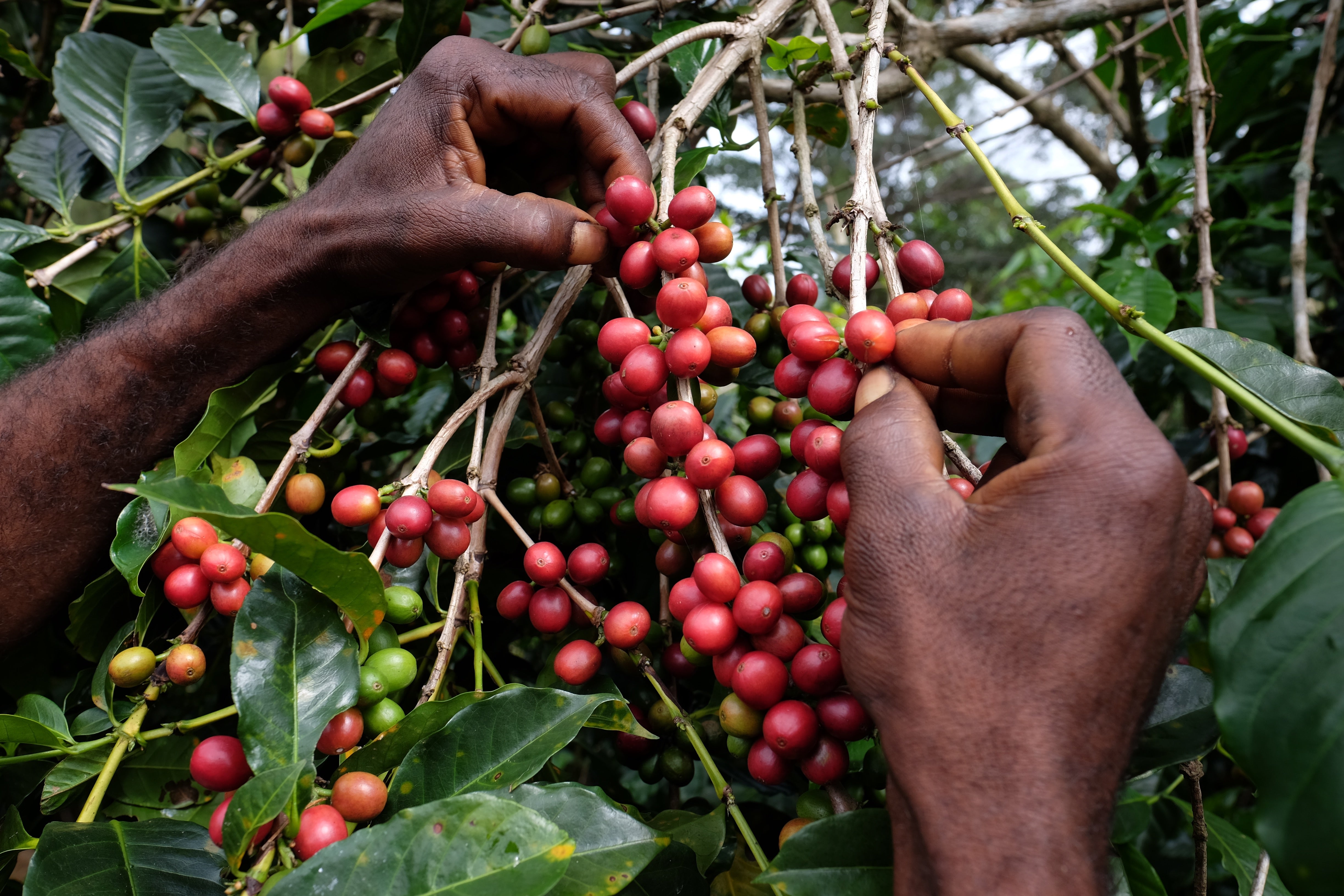 papua new guinea coffee        
        <figure class=