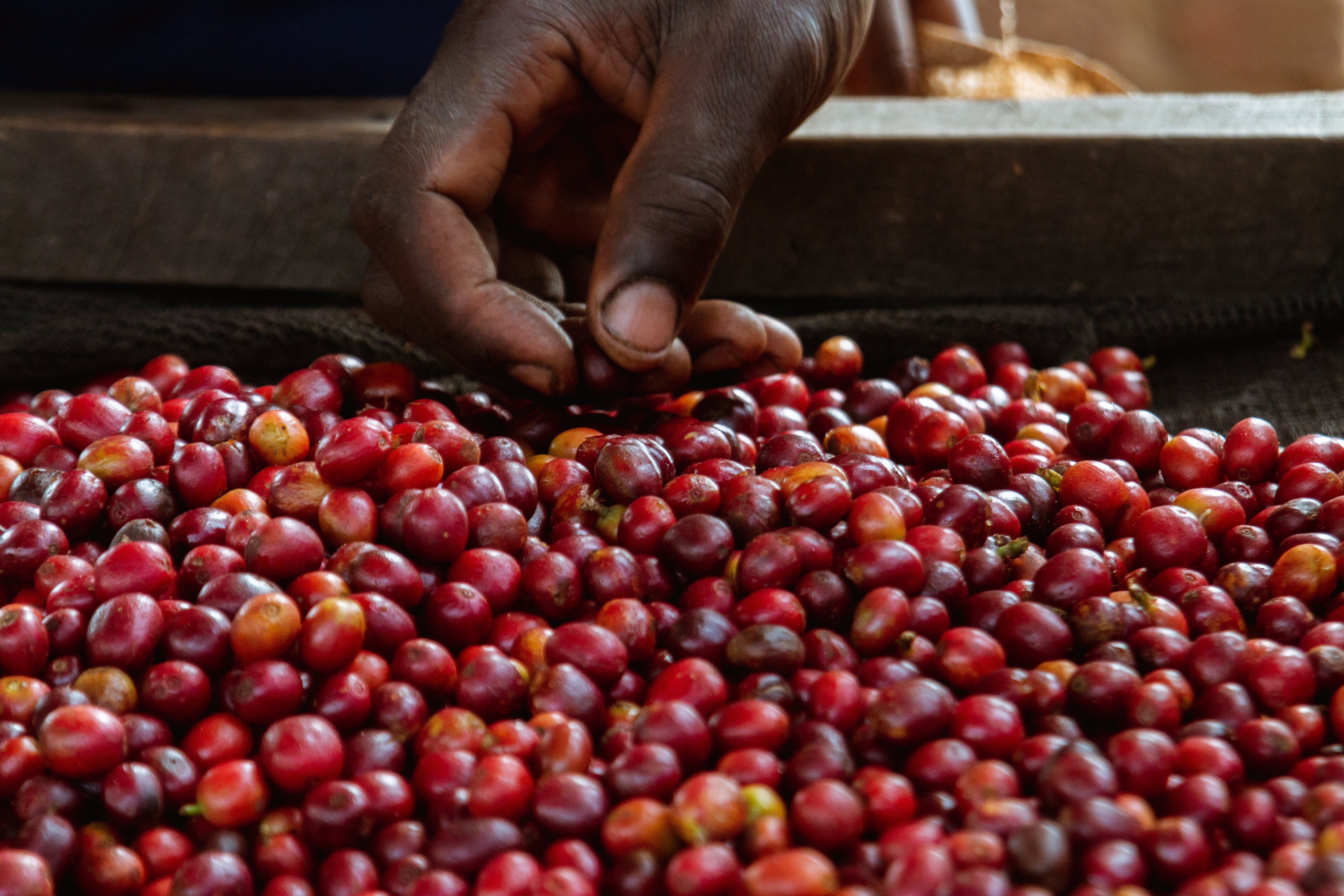 Maraba Coffee Cooperative · photograph 1