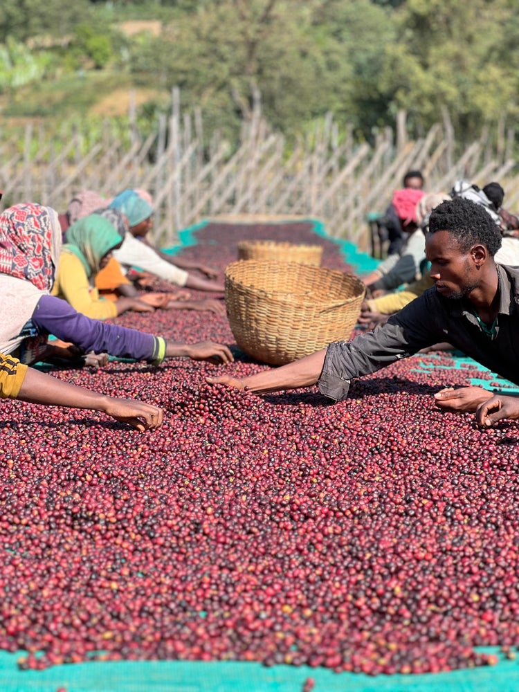 Sucafina: Buku Hurufa Guji Natural