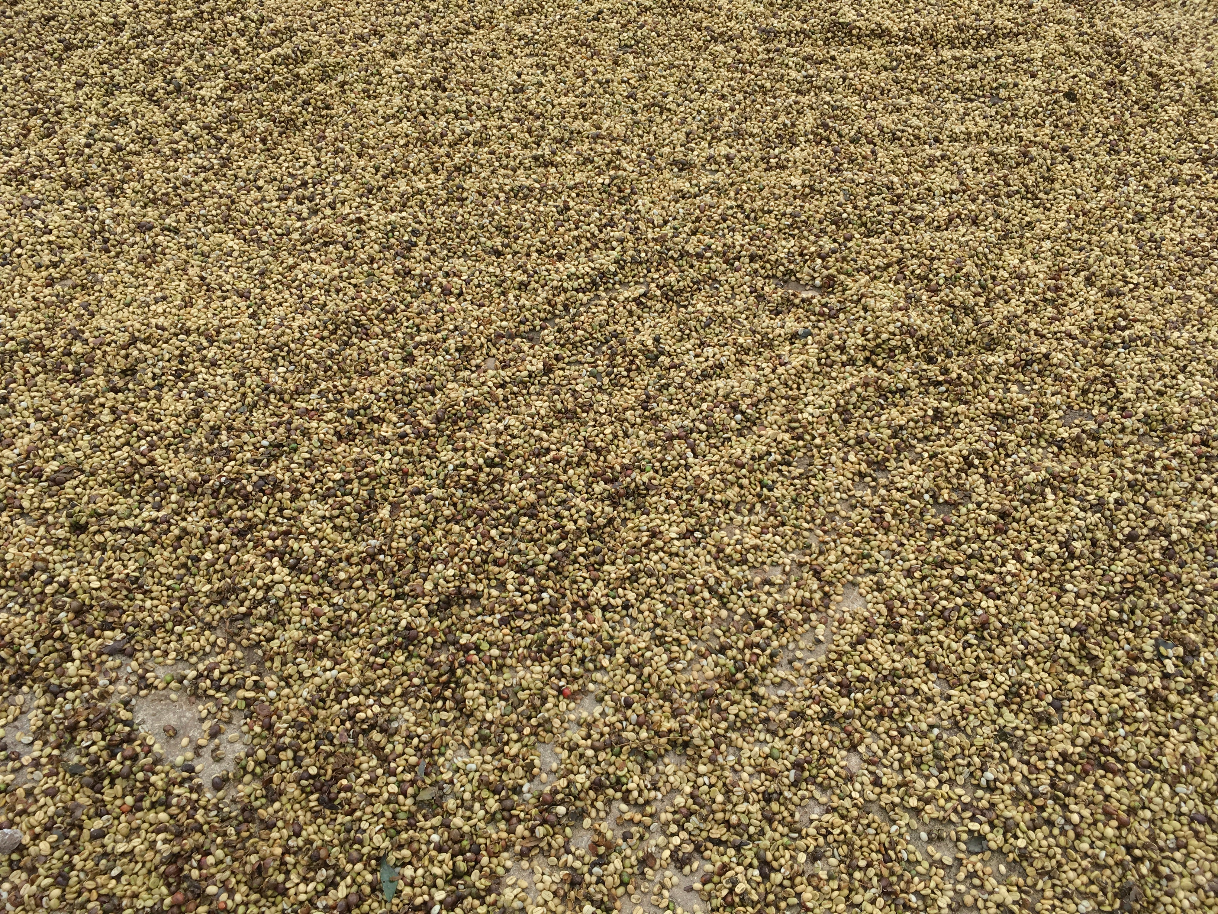 Robusta Sucafina: Robusta Wet Polished Scr. 18