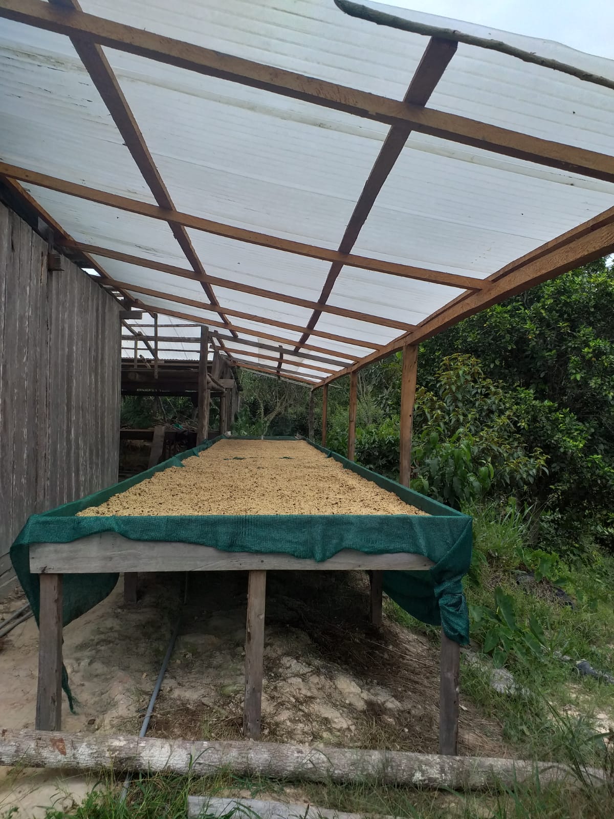 pacific current gazebo on Sucafina Specialty Manacaraco Anaerobic Fw