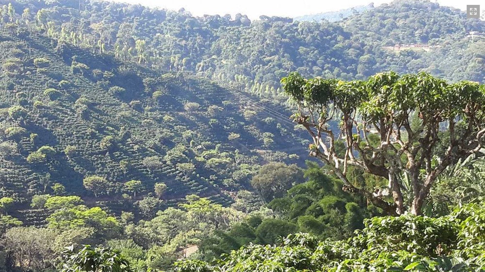 Sucafina San Carlos FW