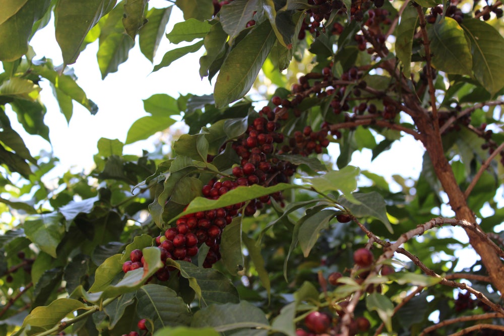 Legesse Sucafina: Legesse Barsamo Nensebo Natural