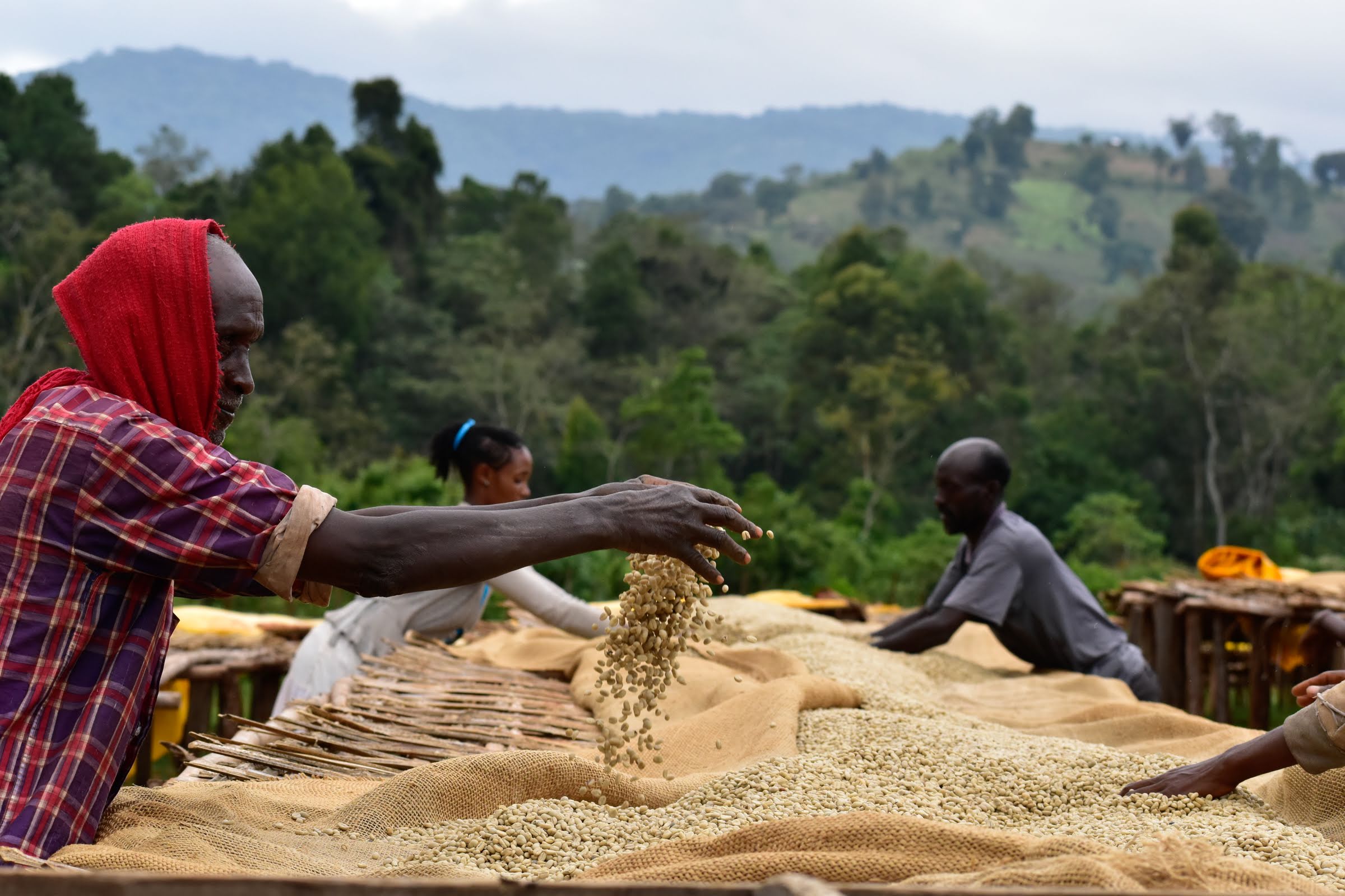 ethiopian coffee export prices