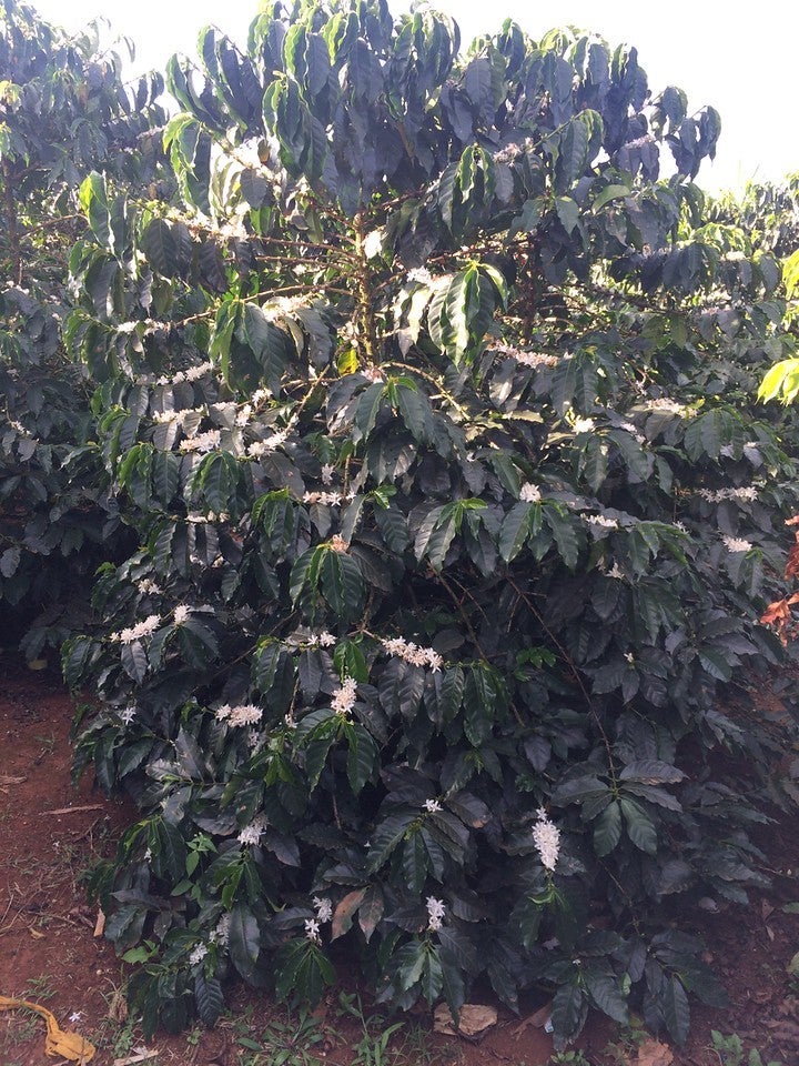 Sucafina: Gachami Kirinyaga AA