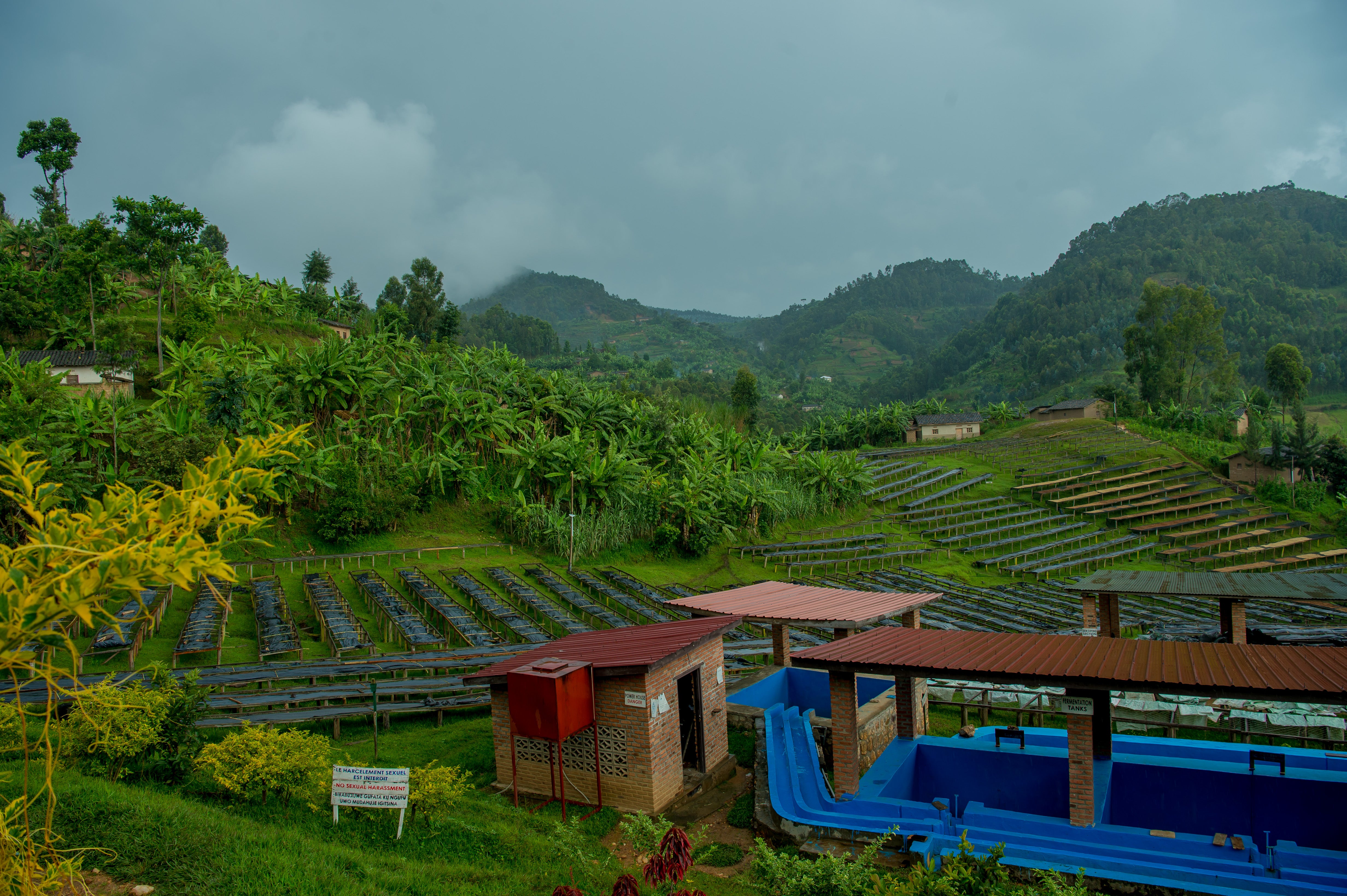 Mushonyi Coffee Washing Station · photograph 1