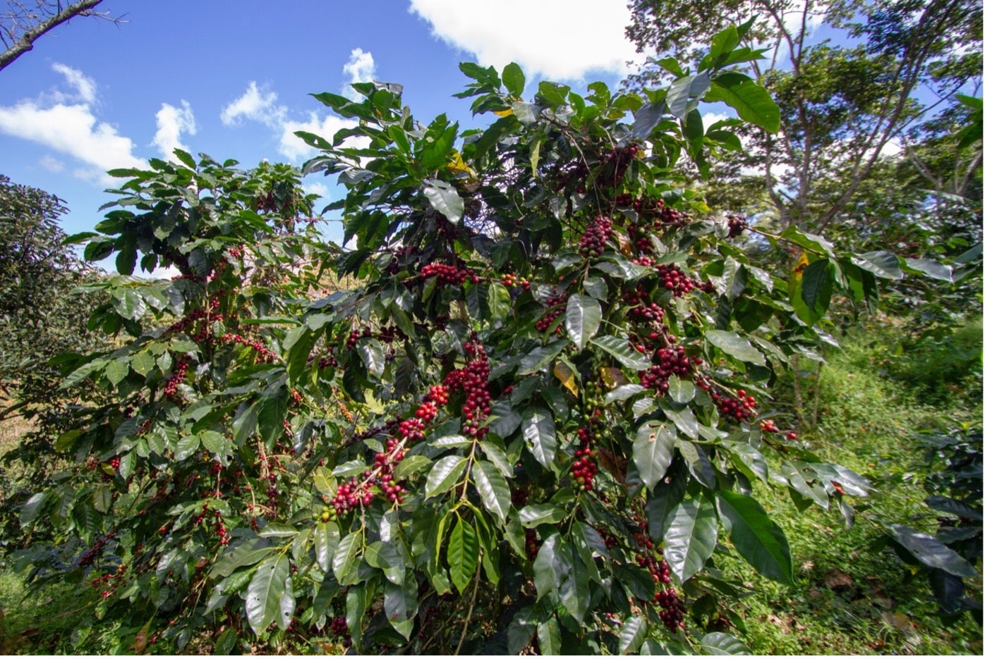 Costa Rica, Finca El Cipres - Single Estate, Red Honey Natural