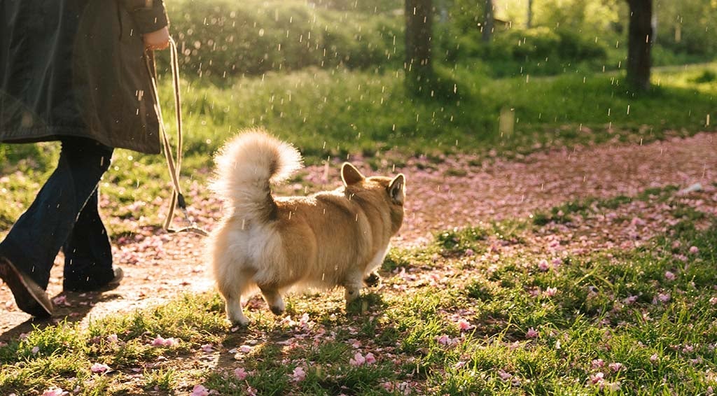 Koje su prednosti Foresto ovratnika?