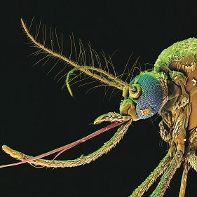 Aedes aegypti (yellow fever mosquito)