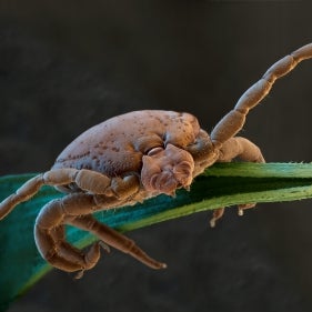 Rhipicephalus sanguineus (brown dog tick)