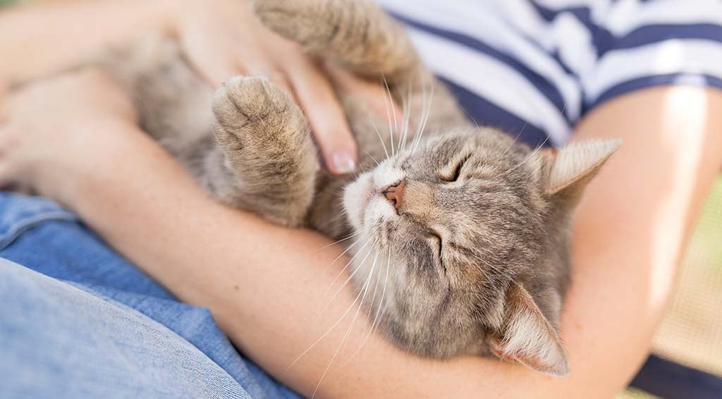 Zašto vaša mačka treba ovratnik protiv krpelja?