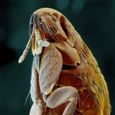 Ctenocephalides felis