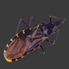 Triatoma sanguisuga