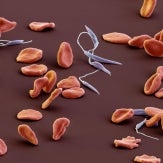 Leishmania sp. and erythrocytes