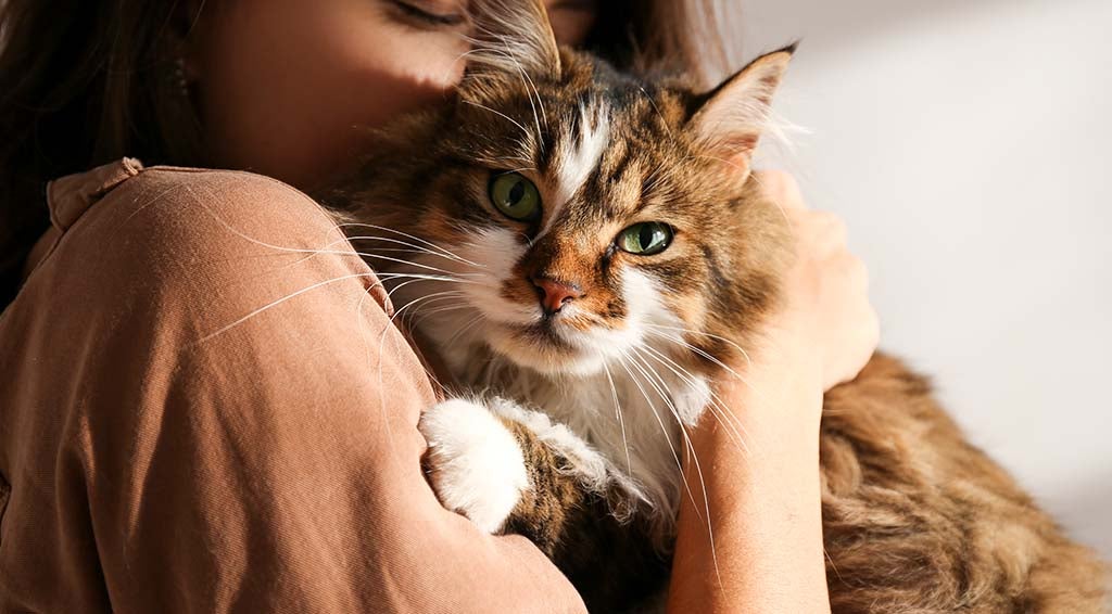 Kako djeluju ovratnici protiv buha za mačke?