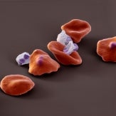 Babesia canis and erythrocytes