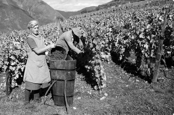 Vendemmia in un sistema a telaio metallico in Valle Isarco presso Bressanone intorno al 1940, Archivio fotografico Planinschek, 189