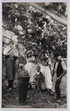 Weinlese in einem Weinberg in Meran 1929, Bildarchiv Helene Oberleiter 1175