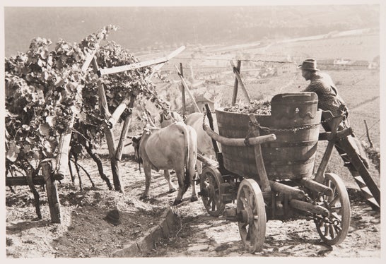 Weinlese in Rentsch bei Bozen um 1930, Bildarchiv Friedrich Winkler, 24